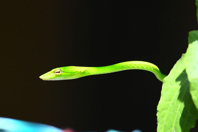 マレーグリーンスネーク Ahaetulla Mycterizans 生き物散歩道