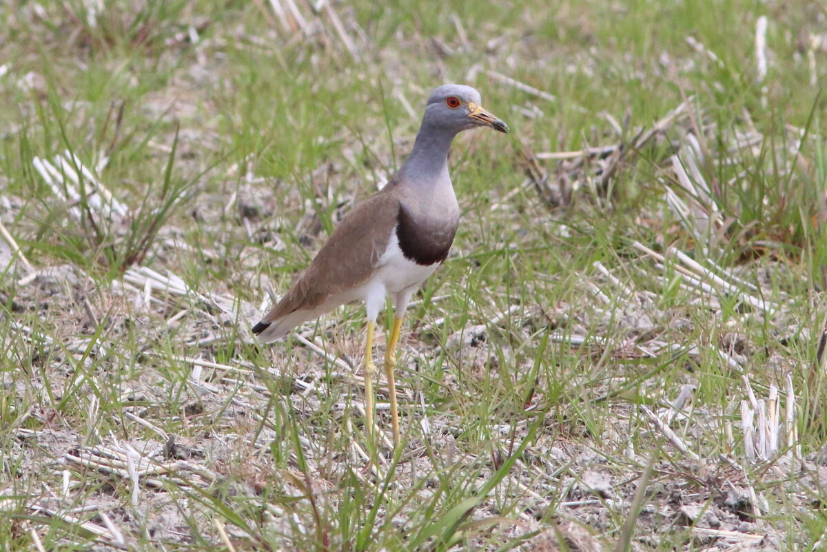 ケリ Vanellus Cinereus 生き物散歩道