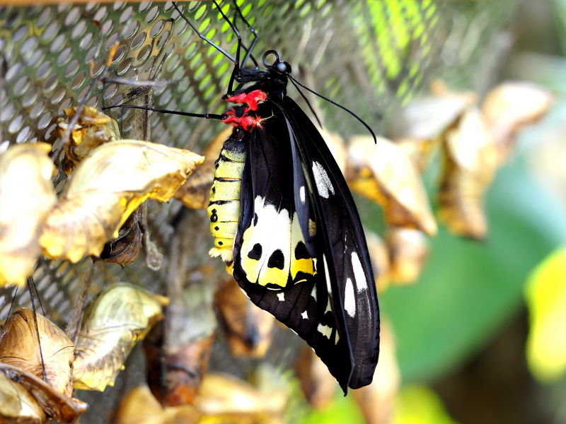 ゴライアストリバネアゲハ/ Ornithoptera goliath : 生き物散歩道
