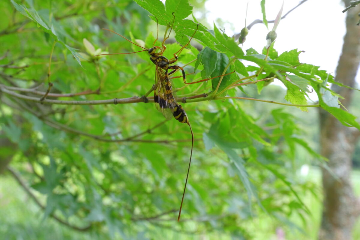 オオホシオナガバチ Megarhyssa Praecellens 生き物散歩道