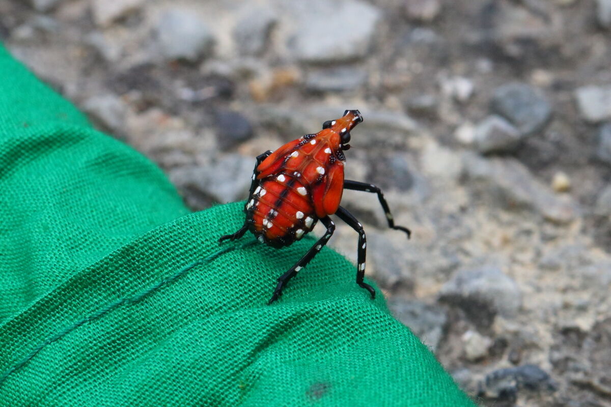 シタベニハゴロモ Lycorma Delicatula 生き物散歩道