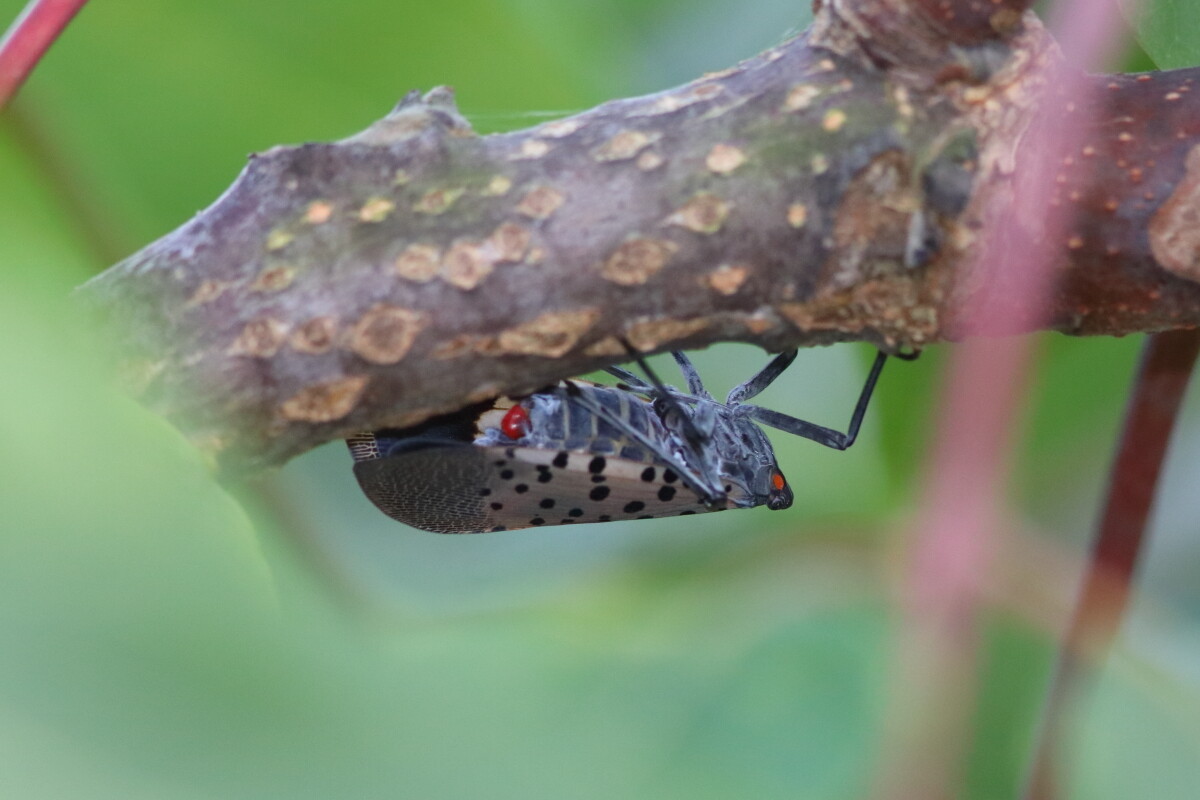 シタベニハゴロモ Lycorma Delicatula 生き物散歩道 シタベニハゴロモ Lycorma Delicatula 生き物散歩道