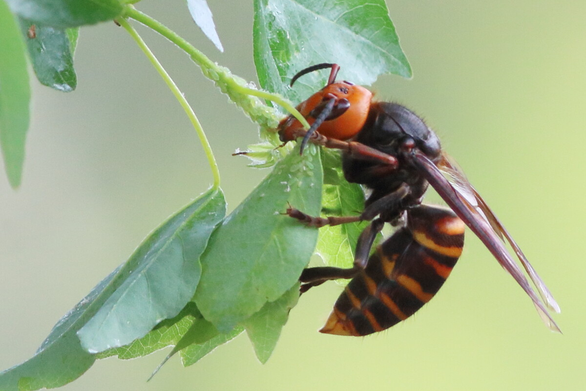 オオスズメバチ Vespa Mandarinia 生き物散歩道