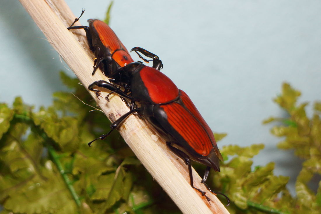 Japanese Weevil Data Base - Search