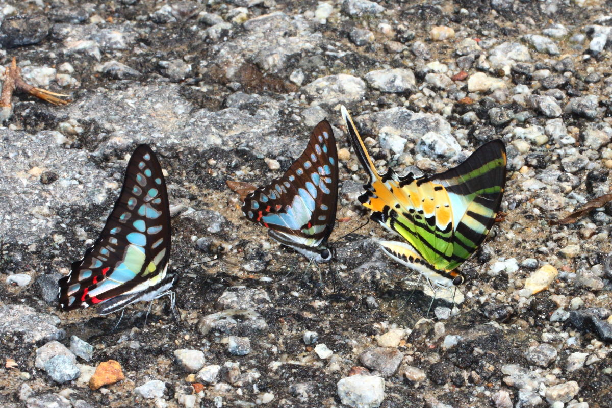 レア！マレーシア 蝶の標本 12種 海外 蝶々 カラフル レア！マレーシア 蝶の標本 12種 海外 蝶々 カラフル レア！マレーシア