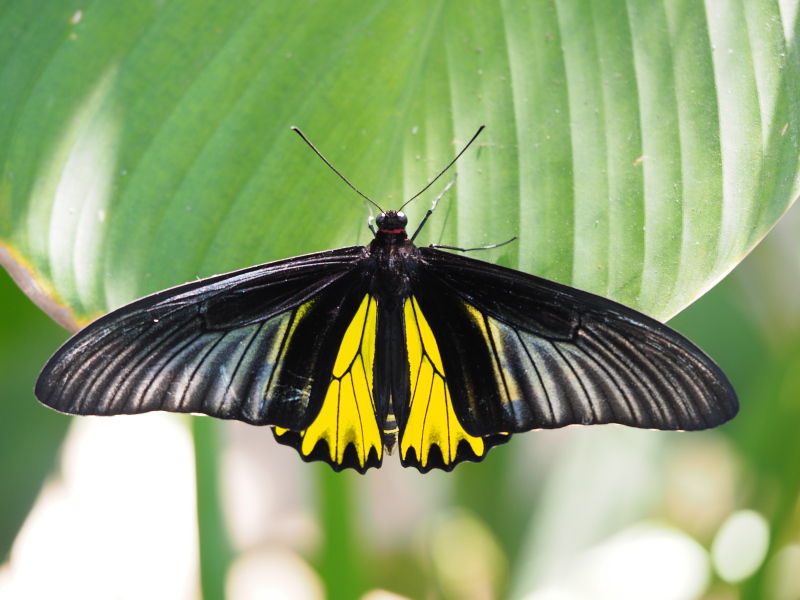 キシタアゲハ１４頭 キシタアゲハ/ Troides aeacus : 生き物散歩道