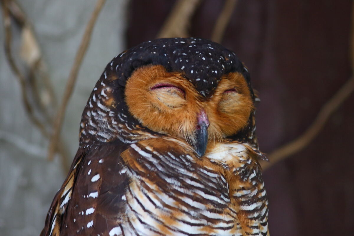 マレーワシミミズク Bubo Sumatranus 生き物散歩道