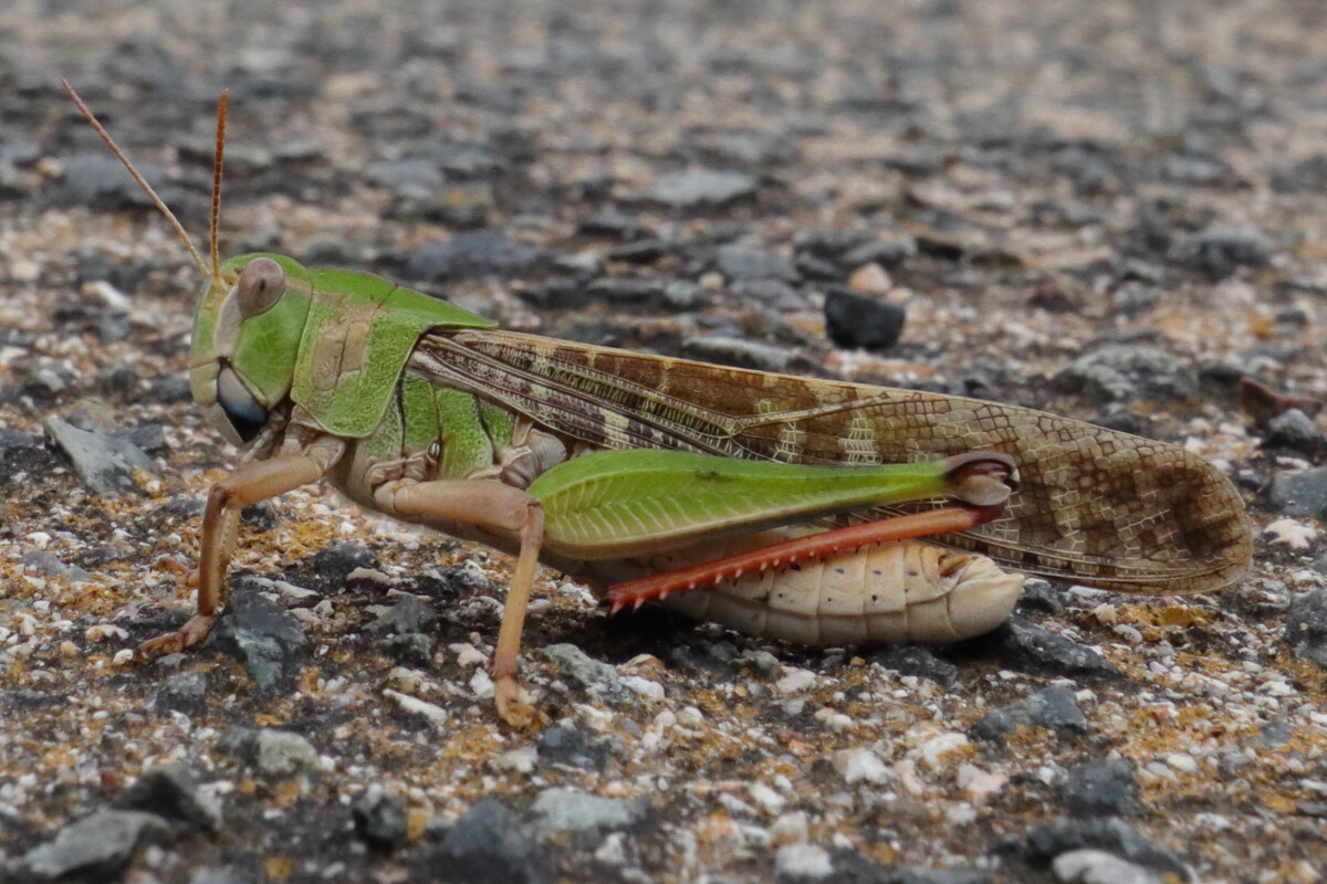 トノサマバッタ Locusta Migratoria 生き物散歩道