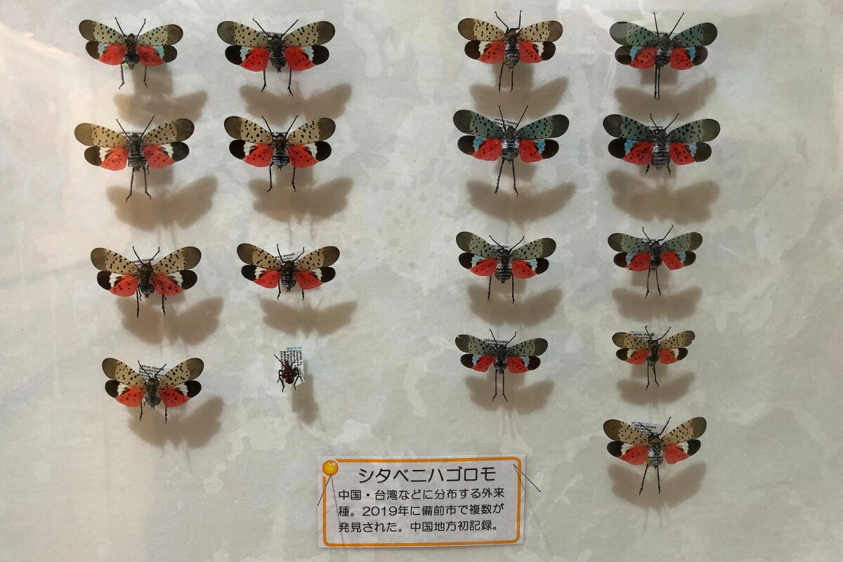 シタベニハゴロモ Lycorma Delicatula 生き物散歩道