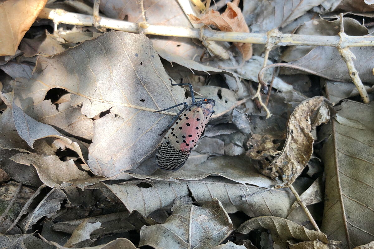 シタベニハゴロモ Lycorma Delicatula 生き物散歩道
