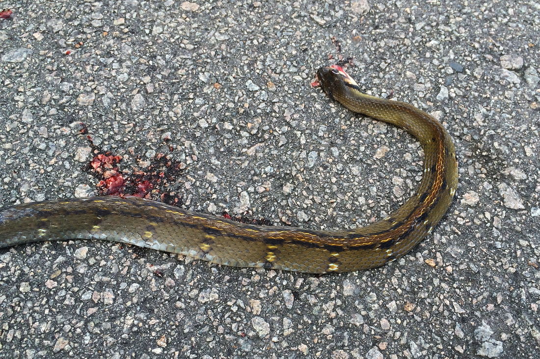 Dendrelaphis Caudolineatus マレーシア ヘビ 生き物散歩道 Dendrelaphis Caudolineatus マレーシア ヘビ 生き物散歩道