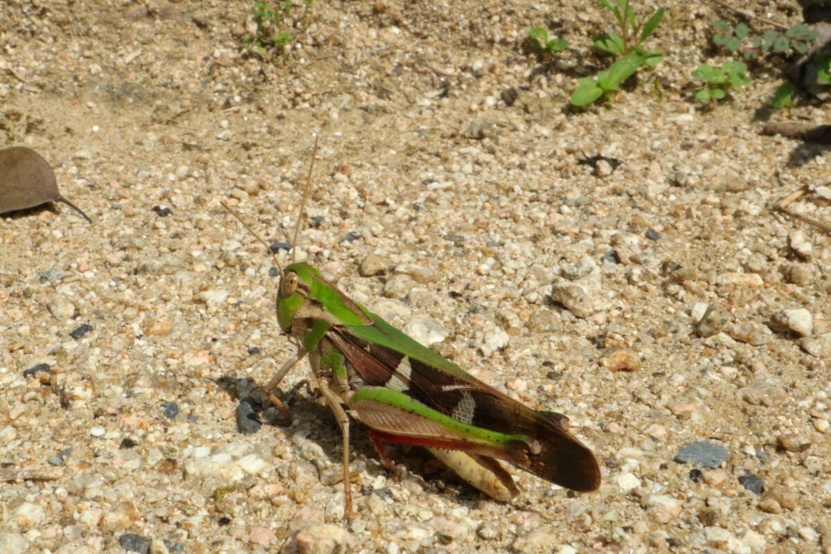 クルマバッタ Gastrimargus Marmoratus 生き物散歩道