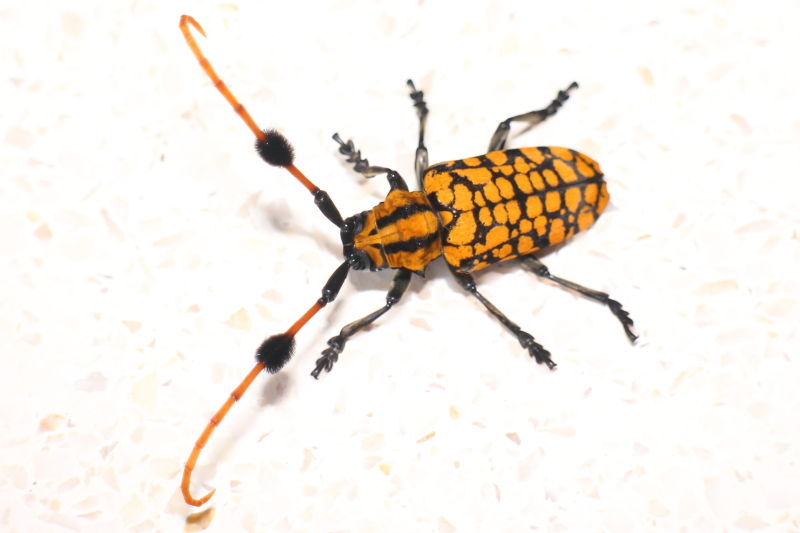 カミキリムシ（および甲虫）標本 c37665c8e8ee6c24f1a6d6ec6cb878