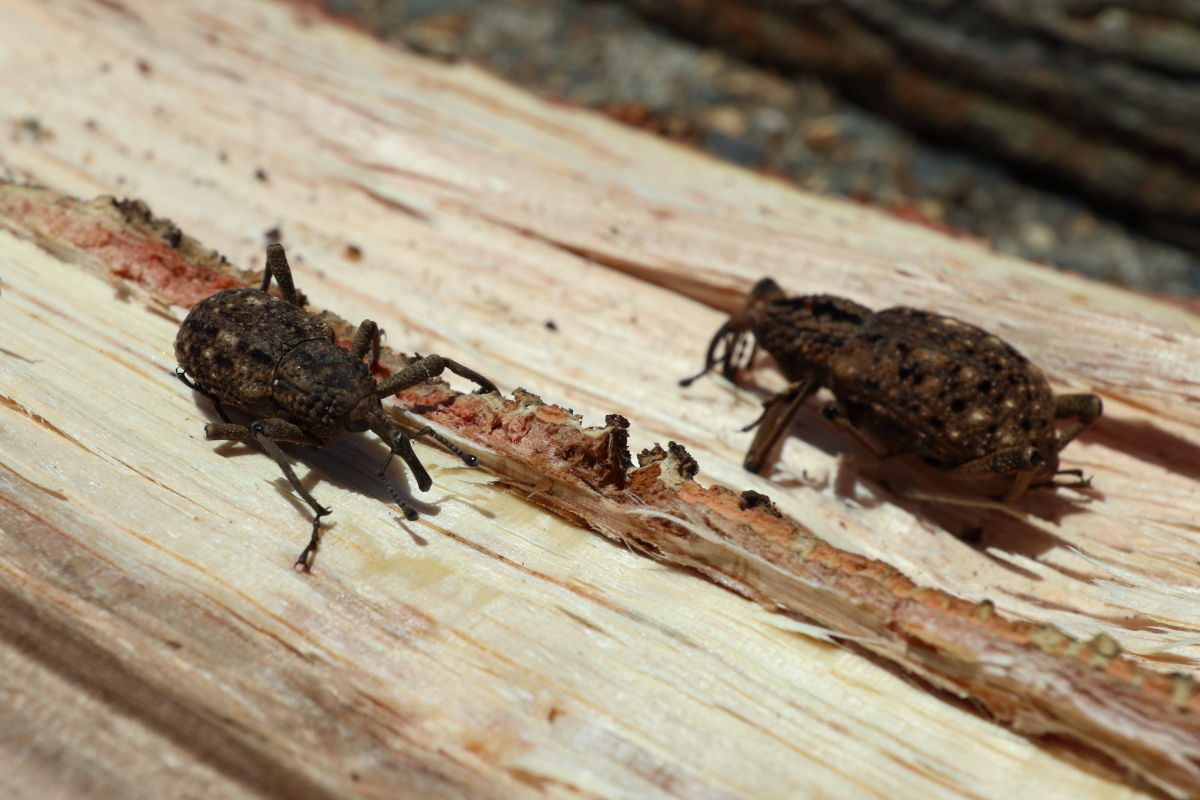 オオゾウムシ Sipalinus Gigas 生き物散歩道 オオゾウムシ Sipalinus Gigas 生き物散歩道