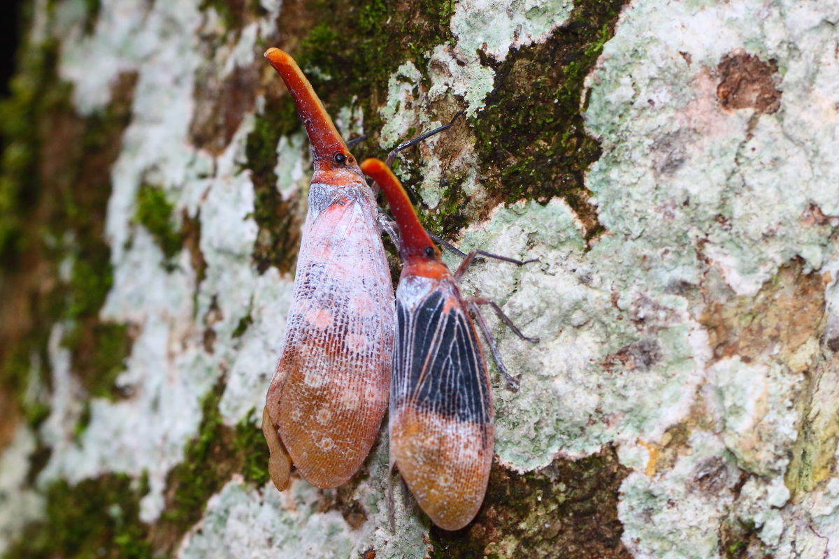 テングビワハゴロモ Pyrops Candelaria 生き物散歩道 テングビワハゴロモ Pyrops Candelaria 生き物散歩道