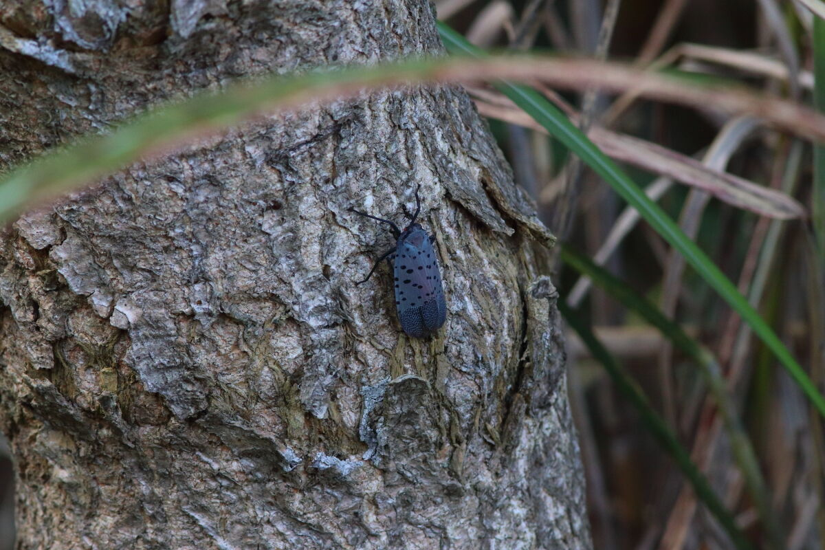 シタベニハゴロモ Lycorma Delicatula 生き物散歩道 シタベニハゴロモ Lycorma Delicatula 生き物散歩道