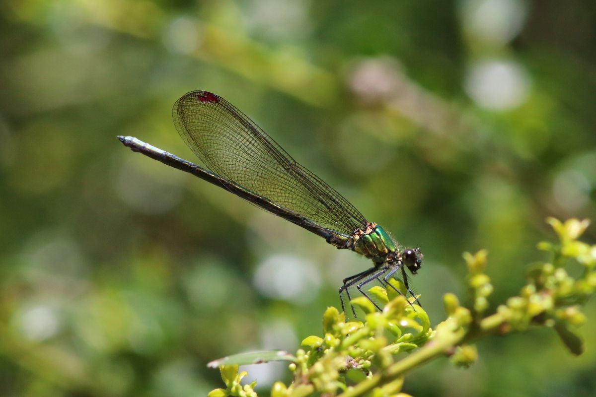 ニホンカワトンボ Mnais Costalis 生き物散歩道