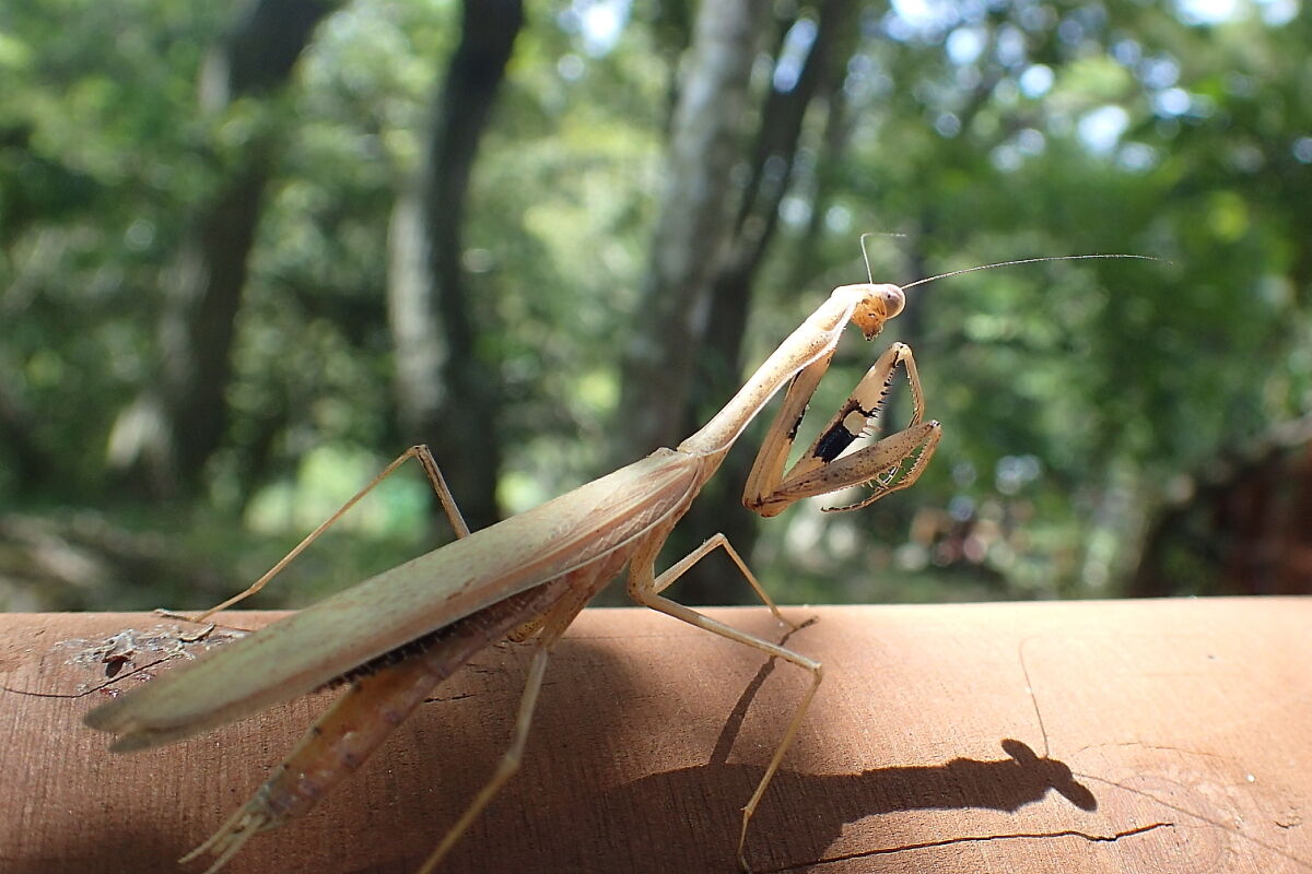 コカマキリ Statilia Maculata 生き物散歩道