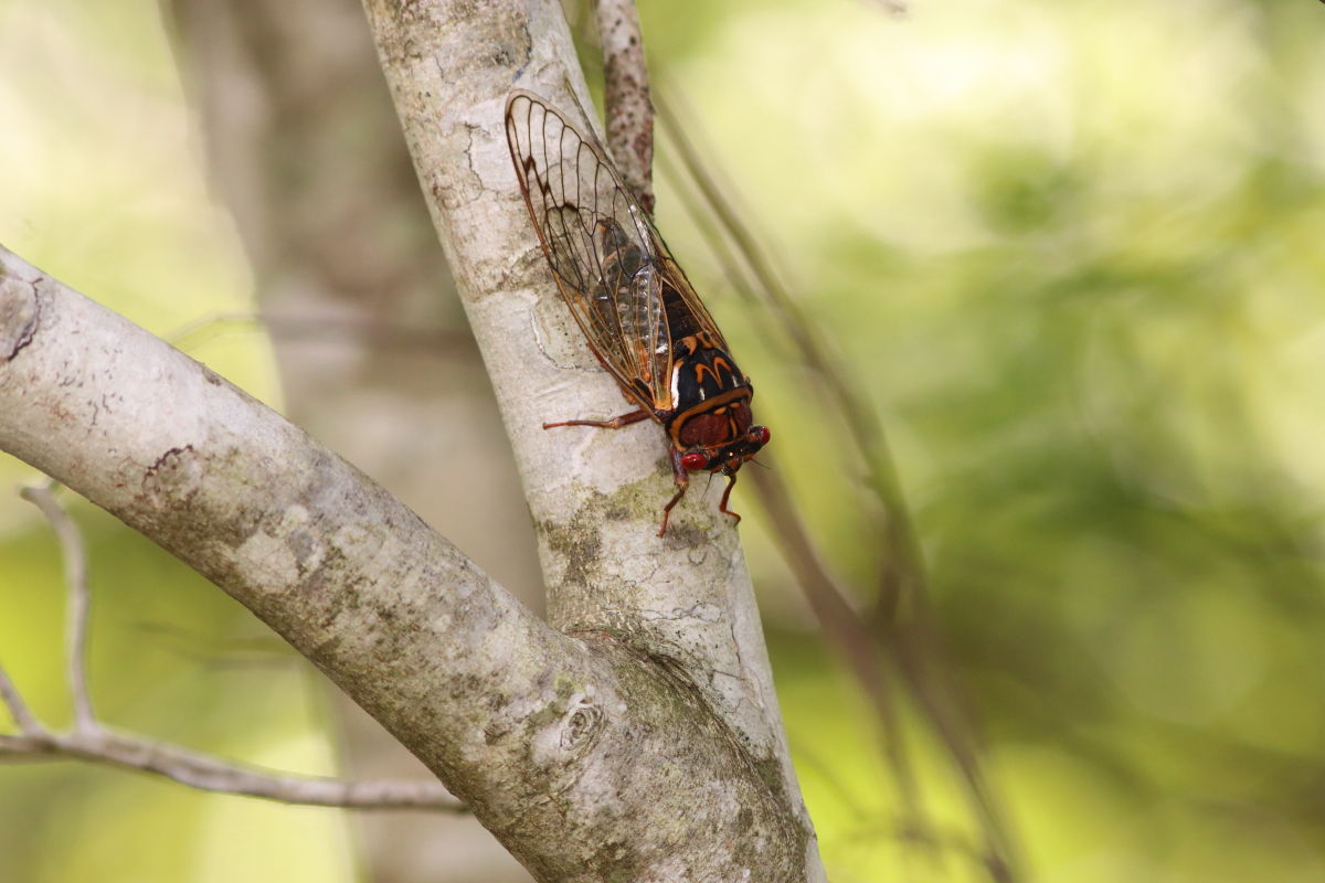 エゾゼミ Lyristes Japonicus 生き物散歩道