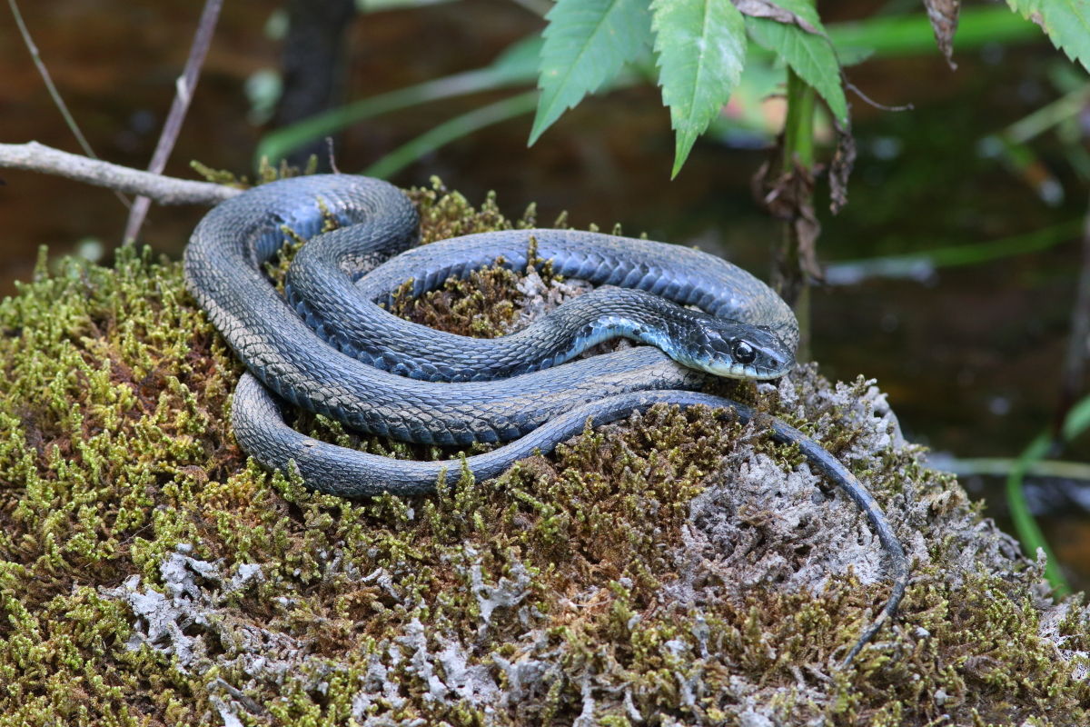ヤマカガシ Rhabdophis Tigrinus 生き物散歩道