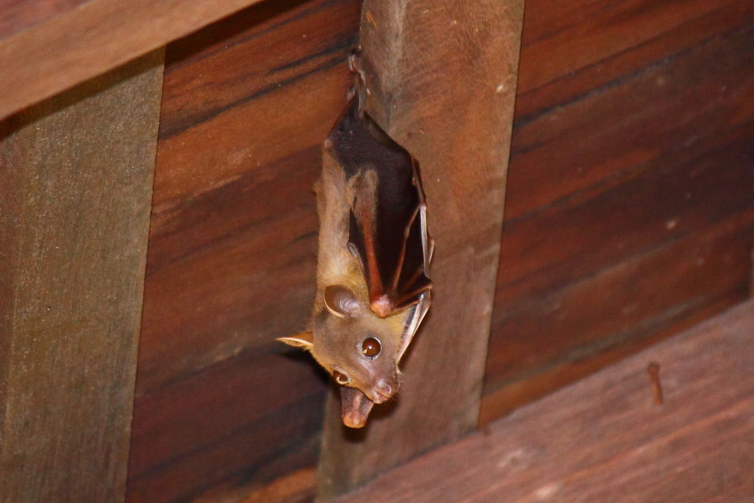 コイヌガオフルーツコウモリ／Cynopterus brachyotis : 生き物散歩道