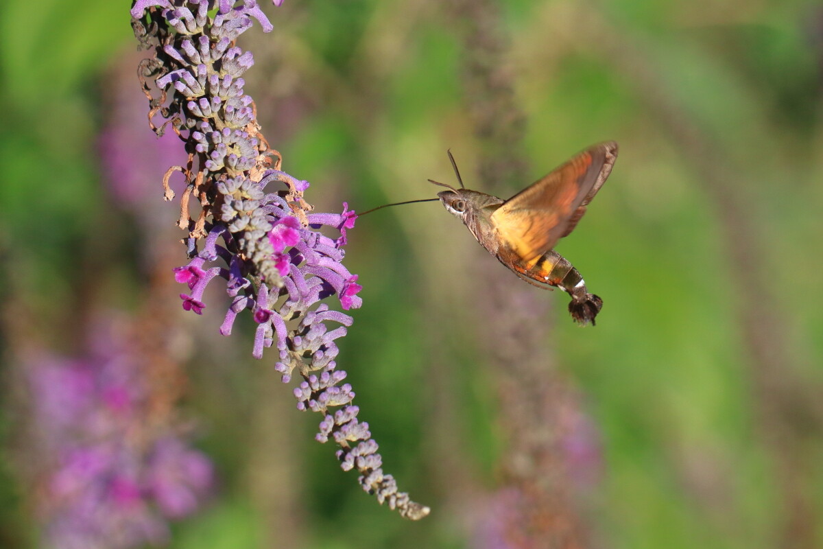 ホシホウジャク Macroglossum Pyrrhosticta 生き物散歩道