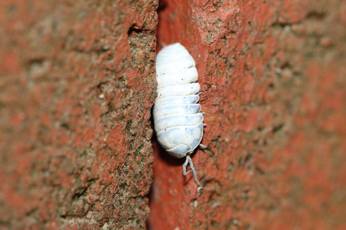 オカダンゴムシ Armadillidium Vulgare 生き物散歩道 オカダンゴムシ Armadillidium Vulgare 生き物散歩道