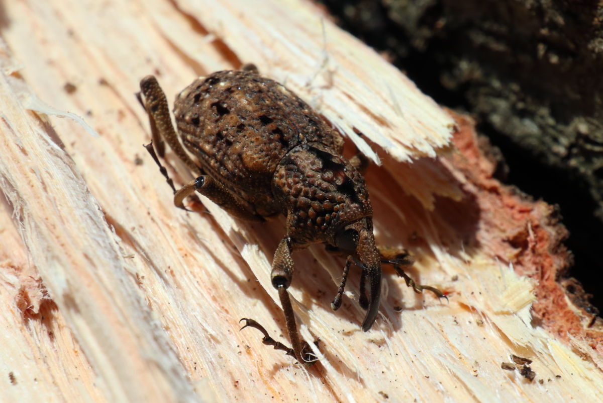 オオゾウムシ Sipalinus Gigas 生き物散歩道 オオゾウムシ Sipalinus Gigas 生き物散歩道