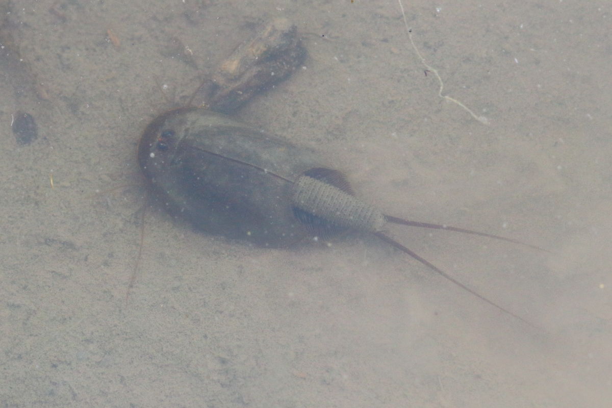 カブトエビ Triopsidae 生き物散歩道 カブトエビ Triopsidae 生き物散歩道