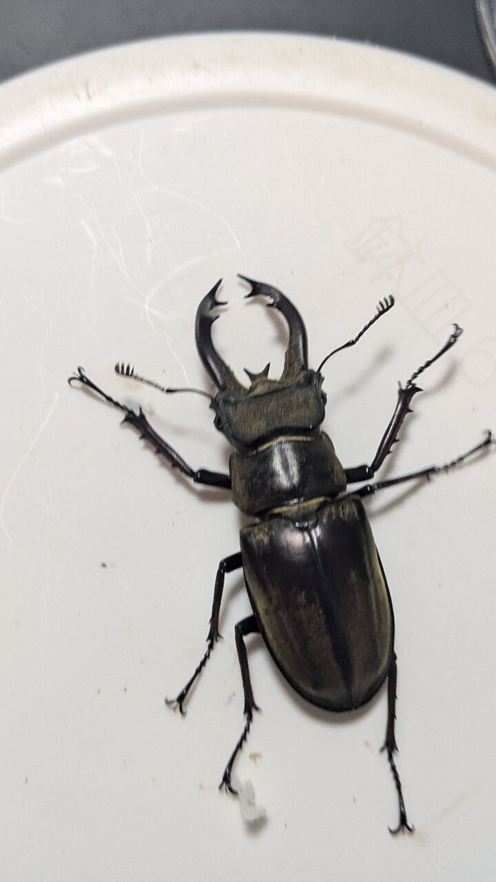 チベットミヤマ 原名 採卵 : 倭國深鍬