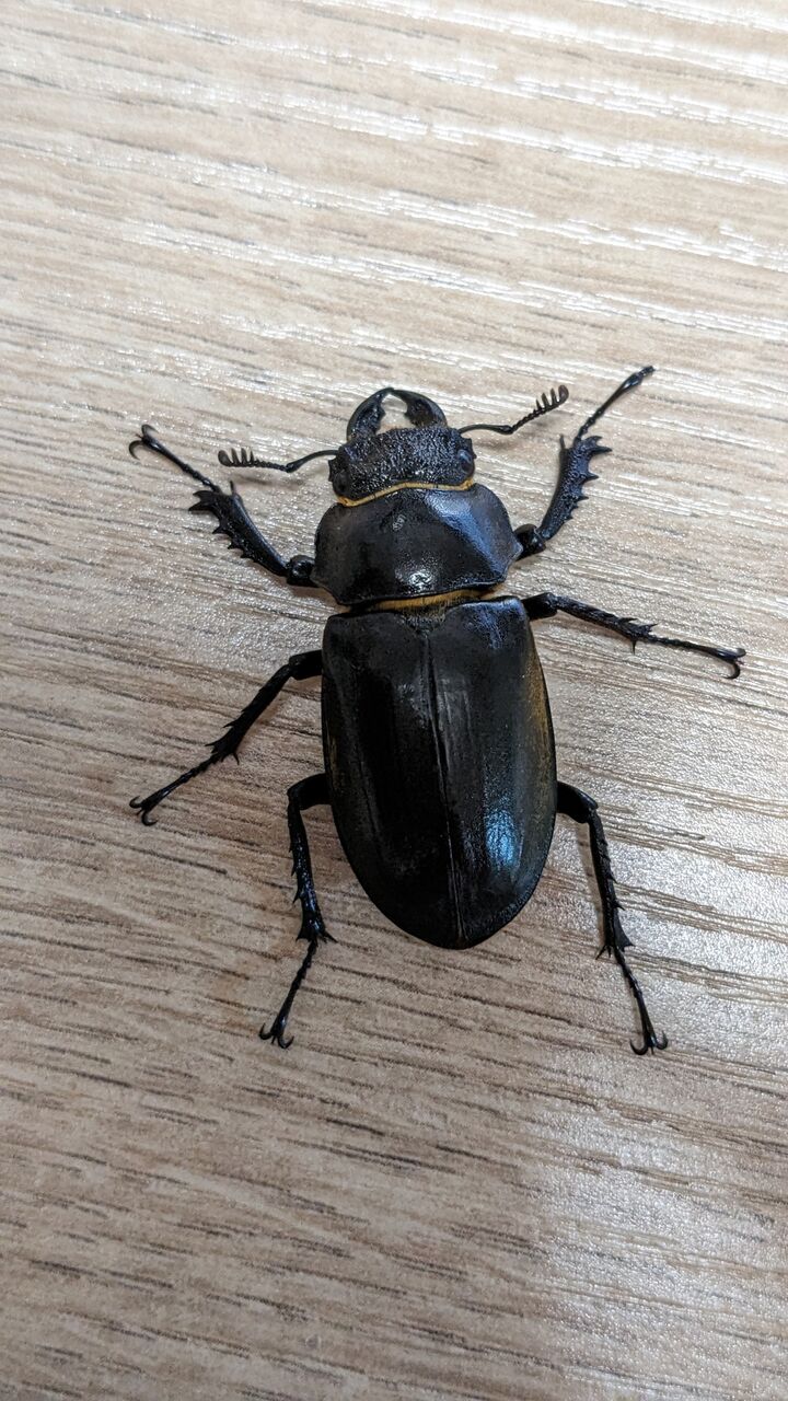 人気SALE，豊富な 【標本】特大 プラネットミヤマクワガタ（原名亜種