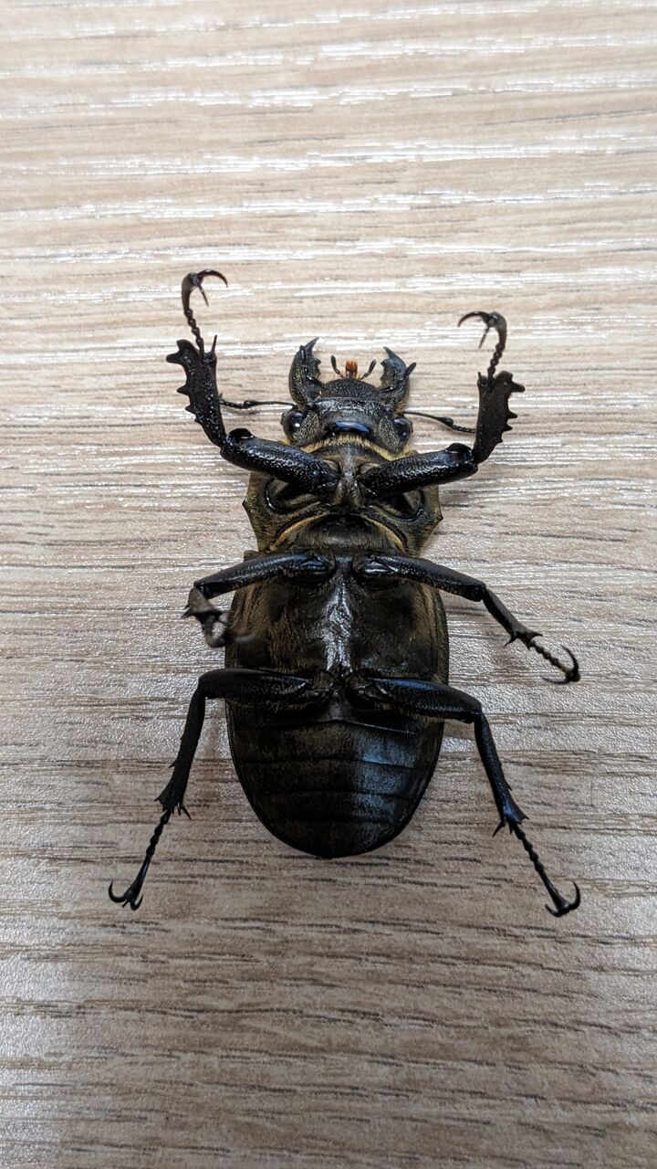 標本】大型・極太 セリケウスミヤマクワガタ（原名亜種：ベトナム北部