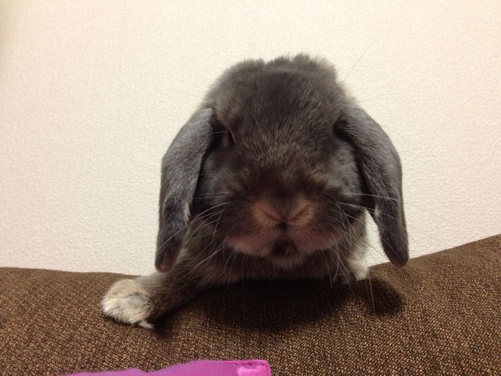 ばかとけむり 毛玉たちのお昼寝 ばかとけむり 毛玉たちのお昼寝