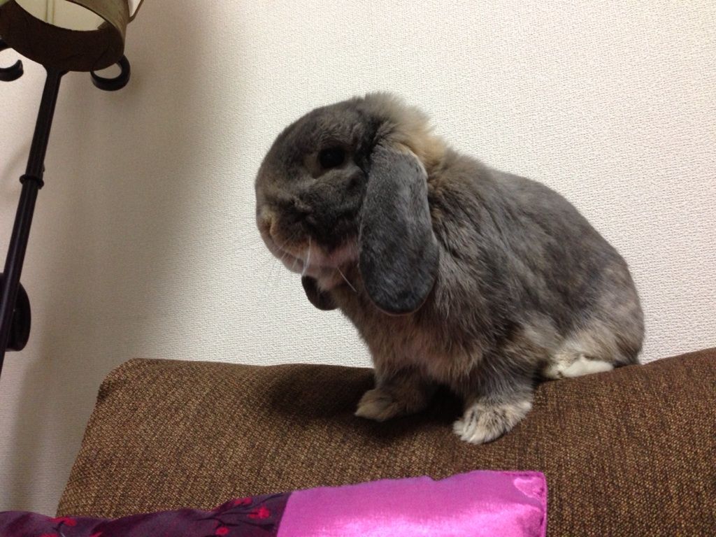 ばかとけむり 毛玉たちのお昼寝 ばかとけむり 毛玉たちのお昼寝