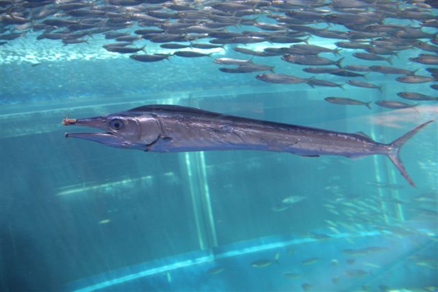 水族館に カジキ がいない理由wwwxwwwxwwwxwwwxwww ガー速 水族館に カジキ がいない理由wwwxwwwxwwwxwwwxwww ガー速