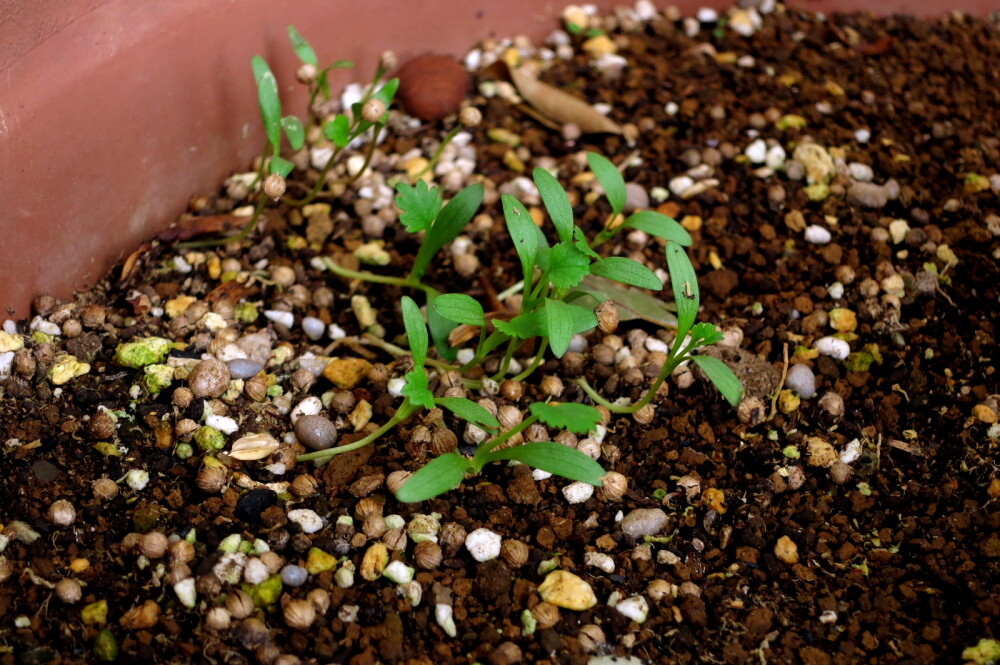 21年03月05日 金 13コリアンダーの種 発芽 Lucifer S Plant Memo