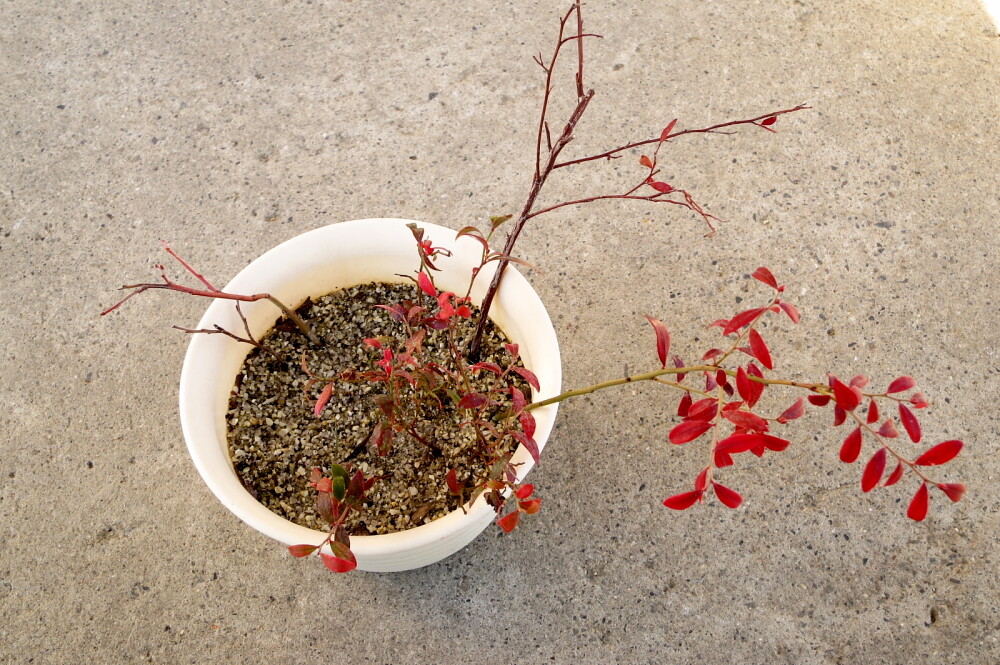 21年02月10日 水 ブルーベリーの挿し木 鉢上げ Lucifer S Plant Memo