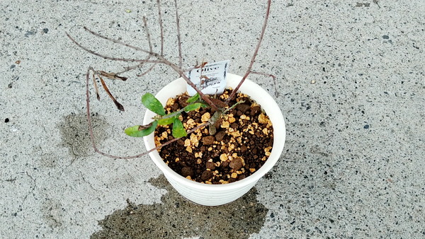 2024年07月11日、15時31分03秒