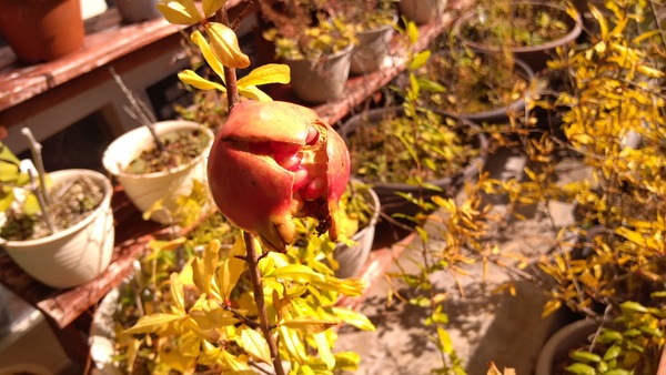 2025年11月03日、11時24分39秒