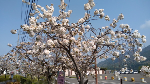 2025年04月19日、09時11分36秒