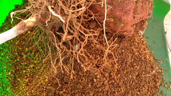 2025年10月29日、15時04分01秒