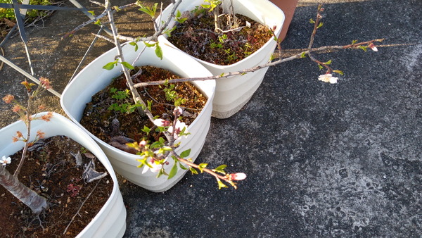 2025年04月07日、17時12分19秒