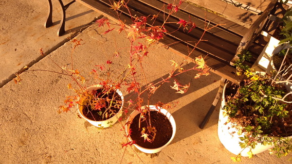 2025年11月15日、16時02分42秒