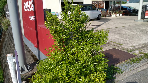 2025年05月20日、16時07分39秒