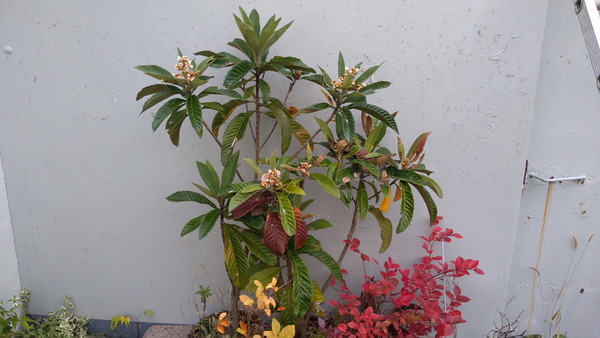 2025年11月17日、15時14分31秒