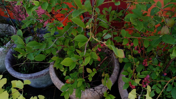 2025年08月19日、08時03分16秒