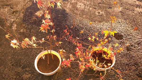 2025年11月15日、15時58分25秒