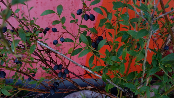 2025年08月19日、08時03分58秒