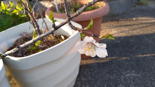 2025年04月07日、17時12分50秒