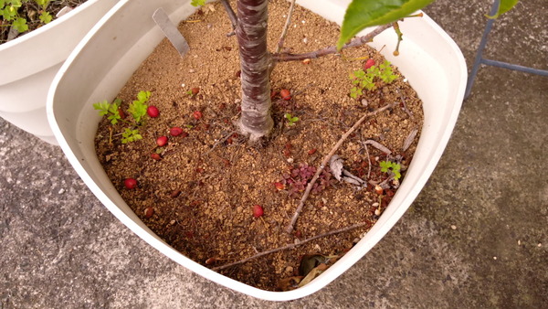 2025年05月16日、17時24分51秒